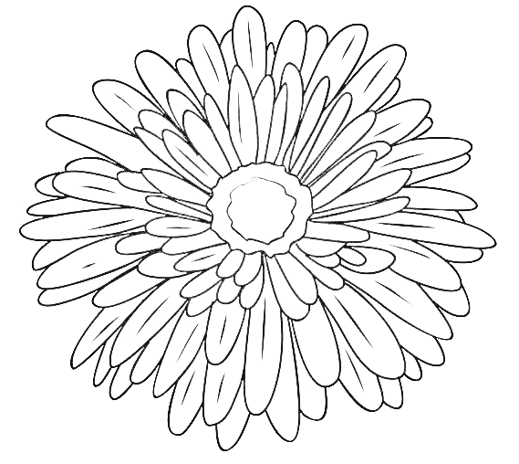  Aster september geboortebloem tatoeage