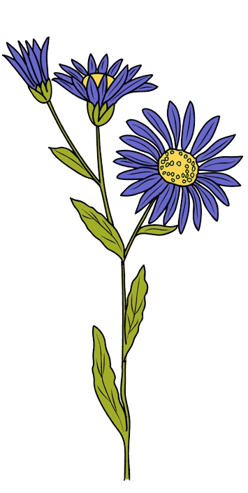  Aster september geboortebloem tatoeage
