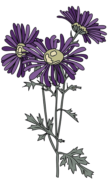  Aster september geboortebloem tatoeage