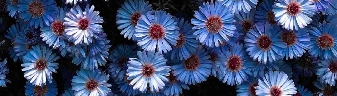 Aster September Geboortebloem