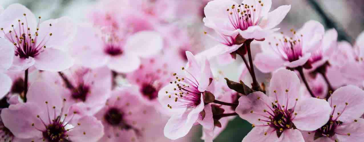 Cherry Blossom March Geboortebloem