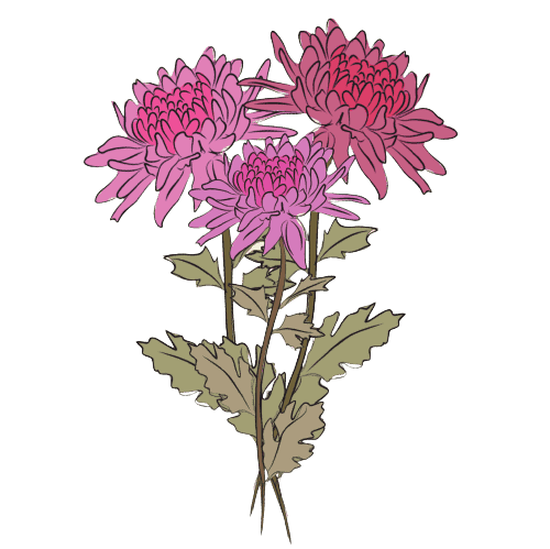 Chrysanthemum November Geboortebloem