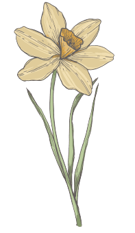 December Geboortebloem Tattoo Ideeën: Witte narcis