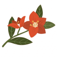 Narcissuss Geboortebloem