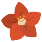 Narcissuss Geboortebloem