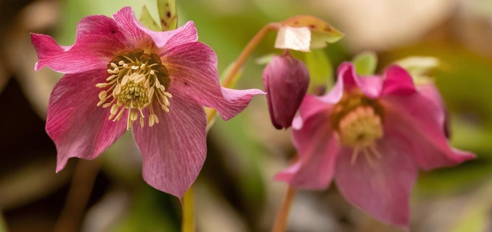 December Geboortebloem Tattoo Ideeën: Witte narcis