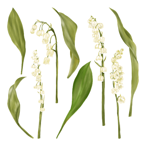 Mei Geboortebloem Tattoo Ideeën: Lelietje-van-Dalen