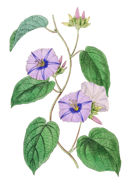 Ochtendglorie september Geboortebloem tatoeage