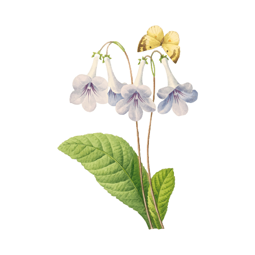 Ochtendglorie september Geboortebloem tatoeage