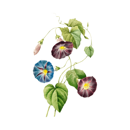 Ochtendglorie september Geboortebloem tatoeage