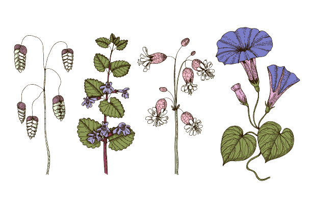 Ochtendglorie september Geboortebloem tatoeage