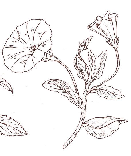 Ochtendglorie september Geboortebloem tatoeage