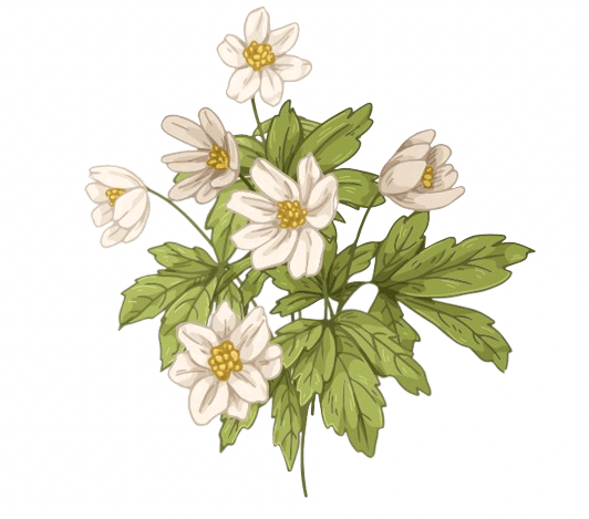 Geboortebloem Afbeelding