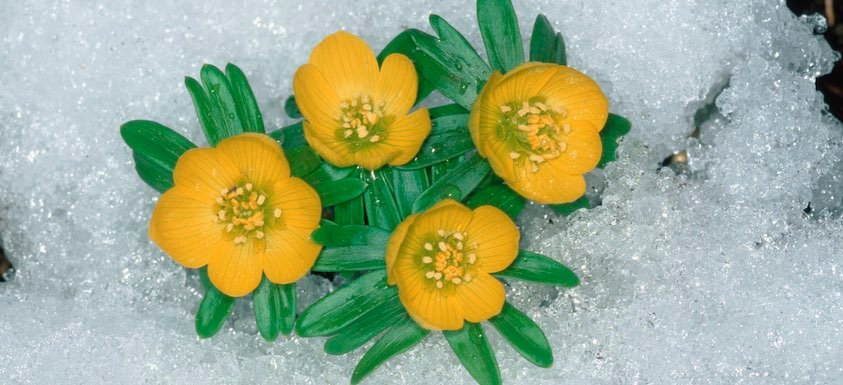 Winter aconite january birth flower