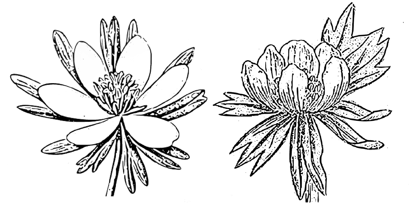 Winter Aconite January Birth Flower Tattoo