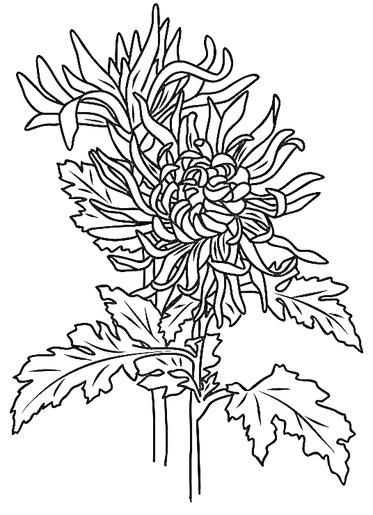 Chrysanthemum November Birth Flower Tattoo