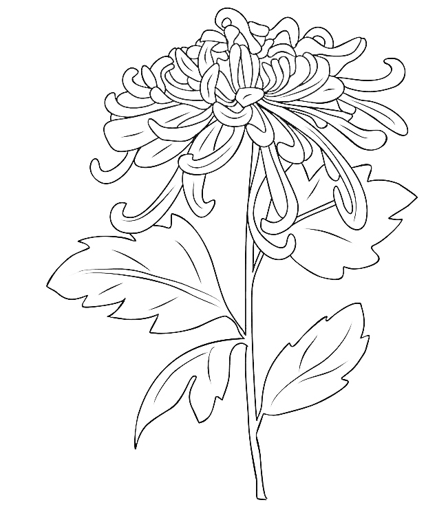 Chrysanthemum November Birth Flower Tattoo