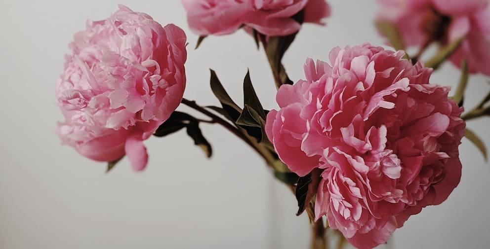 Peony November Birth Flower