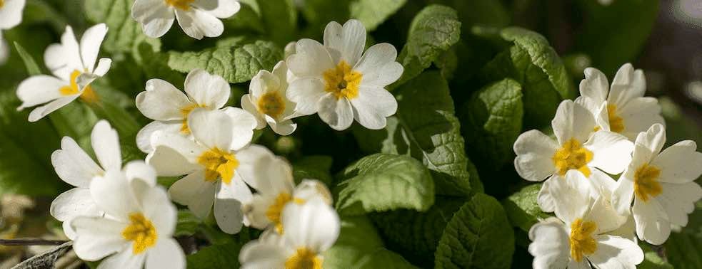 Çuha Çiçeği Real