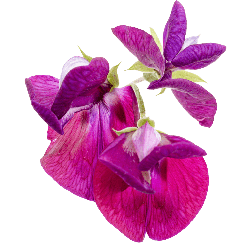 Itırşahi Birth Flower Image